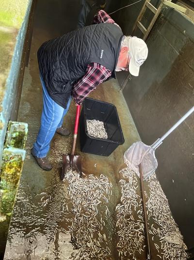 odfw-vandal-poisons-thousands-of-young-salmon-at-oregon-hatchery