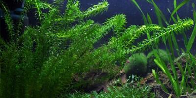 South American Waterweed