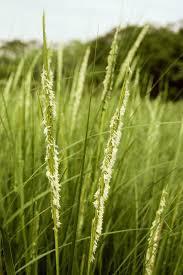 Saltmeadow Cordgrass