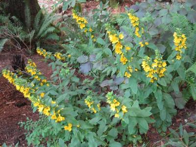 Garden Yellow Loosestrife