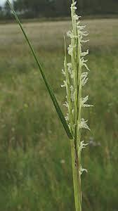 Common Cordgrass