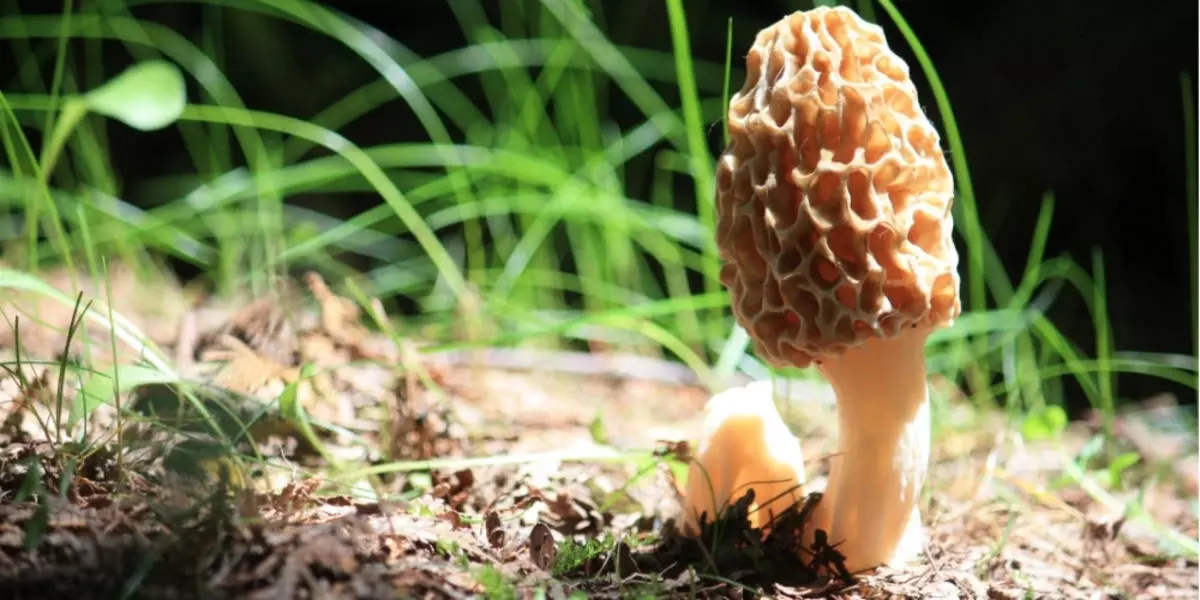 Morel Mushroom
