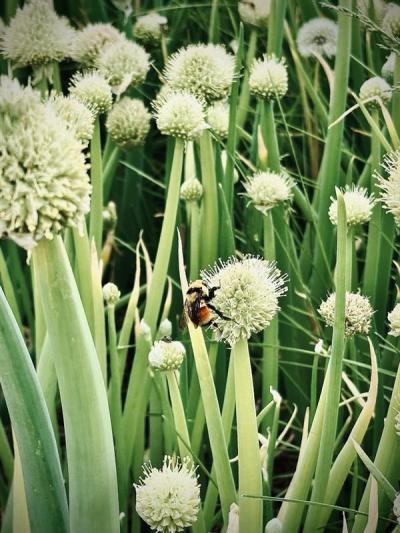 Courthouse Bumblebee 06/25, Photo by: Lydia R. Madsen ©