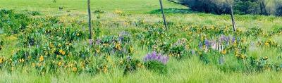 Flower Field Near Flora 05/25, Photo by: Lydia R. Madsen ©