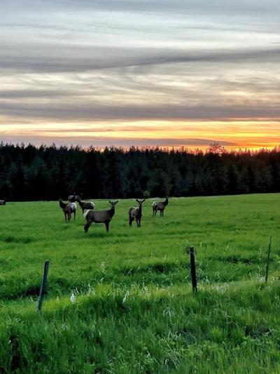 Elk Near Flora 05/25, Photo by: Lydia R. Madsen ©