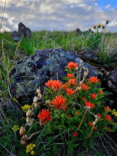 Imnaha Canyon 05/25, Photo by: Becky Frolander ©