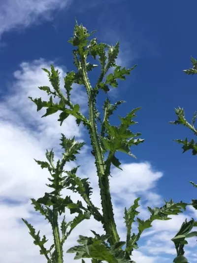 Welted Thistle