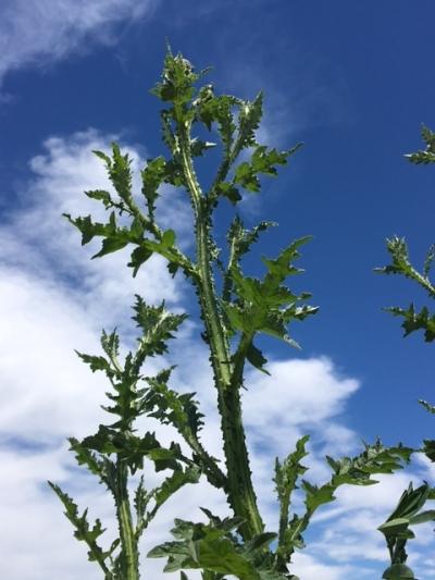 Welted Thistle