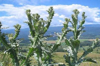 Scotch Thistle