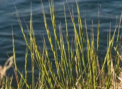 Jointed Goat Grass