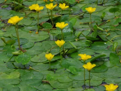 Yellow Floating Heart