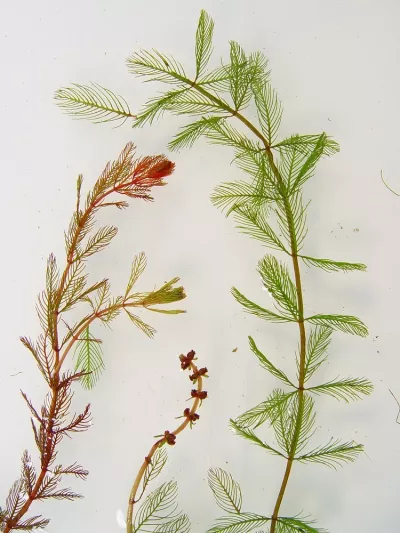Eurasian Watermilfoil