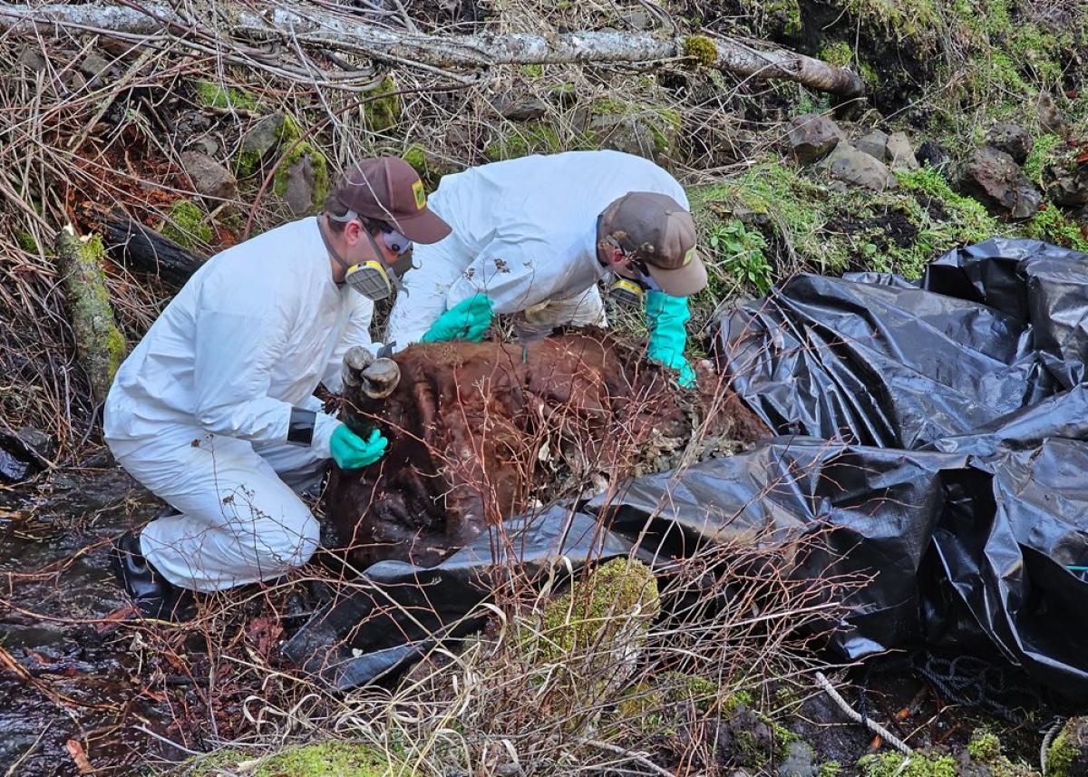 Poisoning the well for outdoor recreation in northeast Oregon: Alarming incidents lead to collateral damage for wildlife, pets